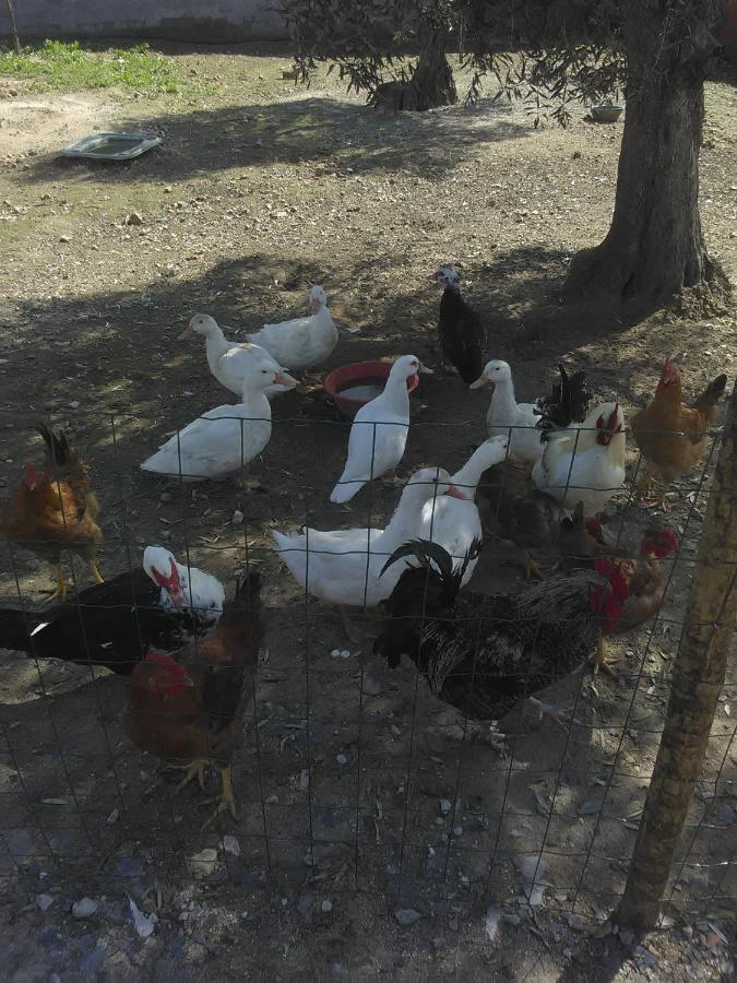 Quintinha Dos Pombinhos Montoito